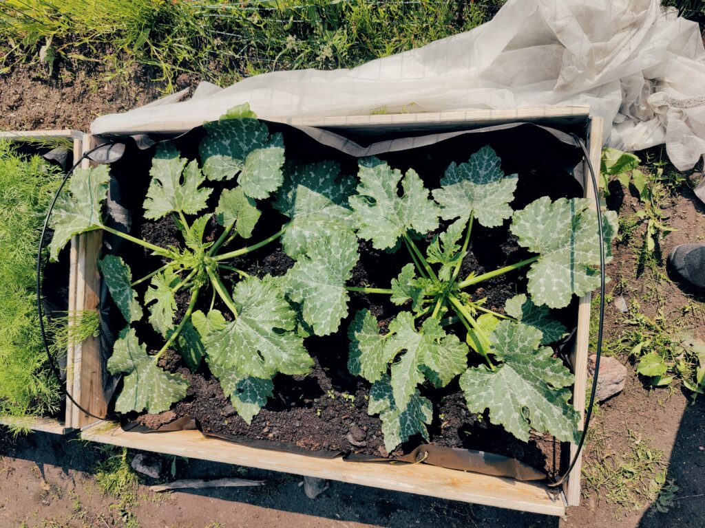 Kesäkurpitsa alkaa puskemaan myös tillien puolelle!