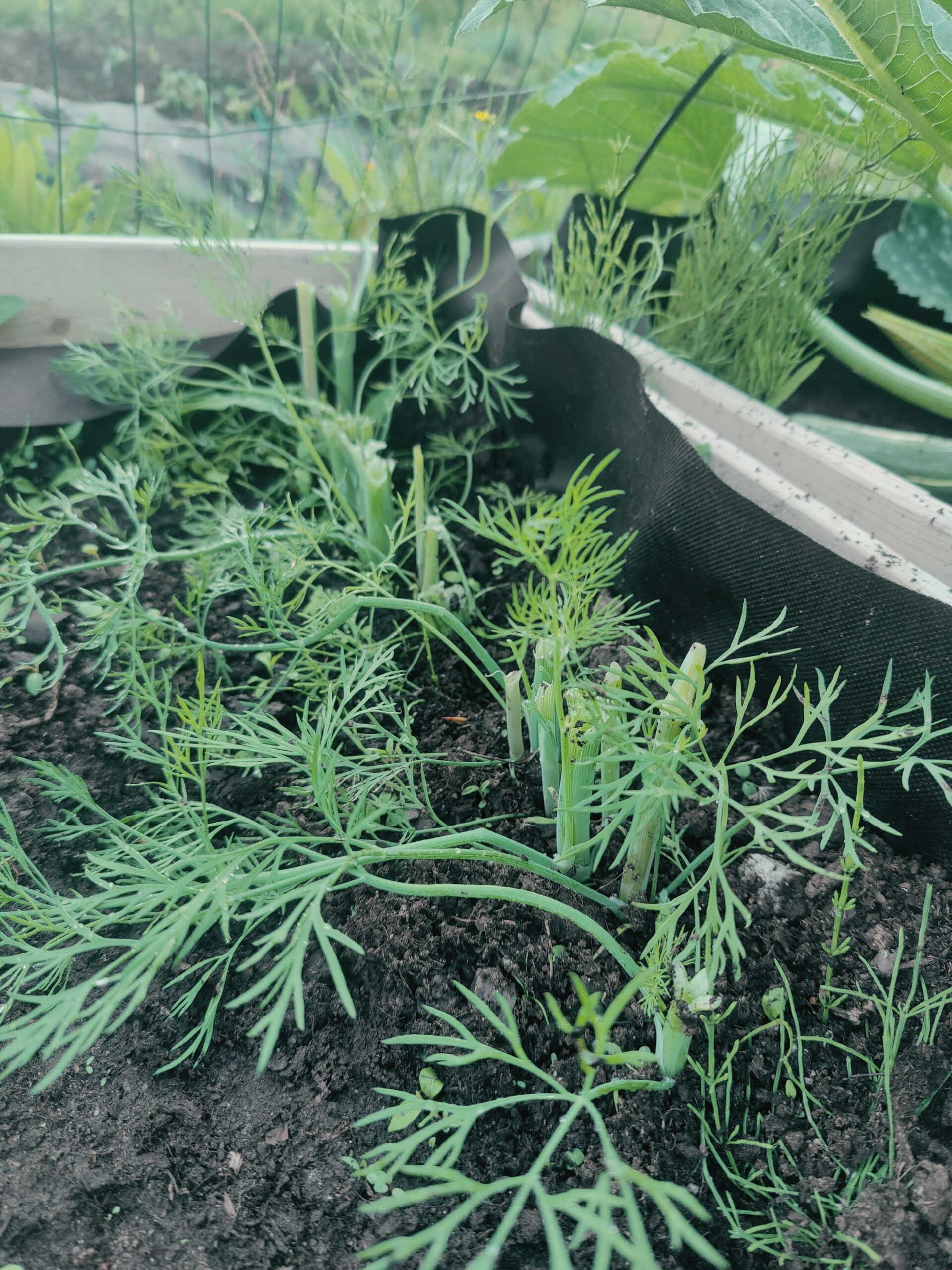 Palstalle on iskenyt varas!