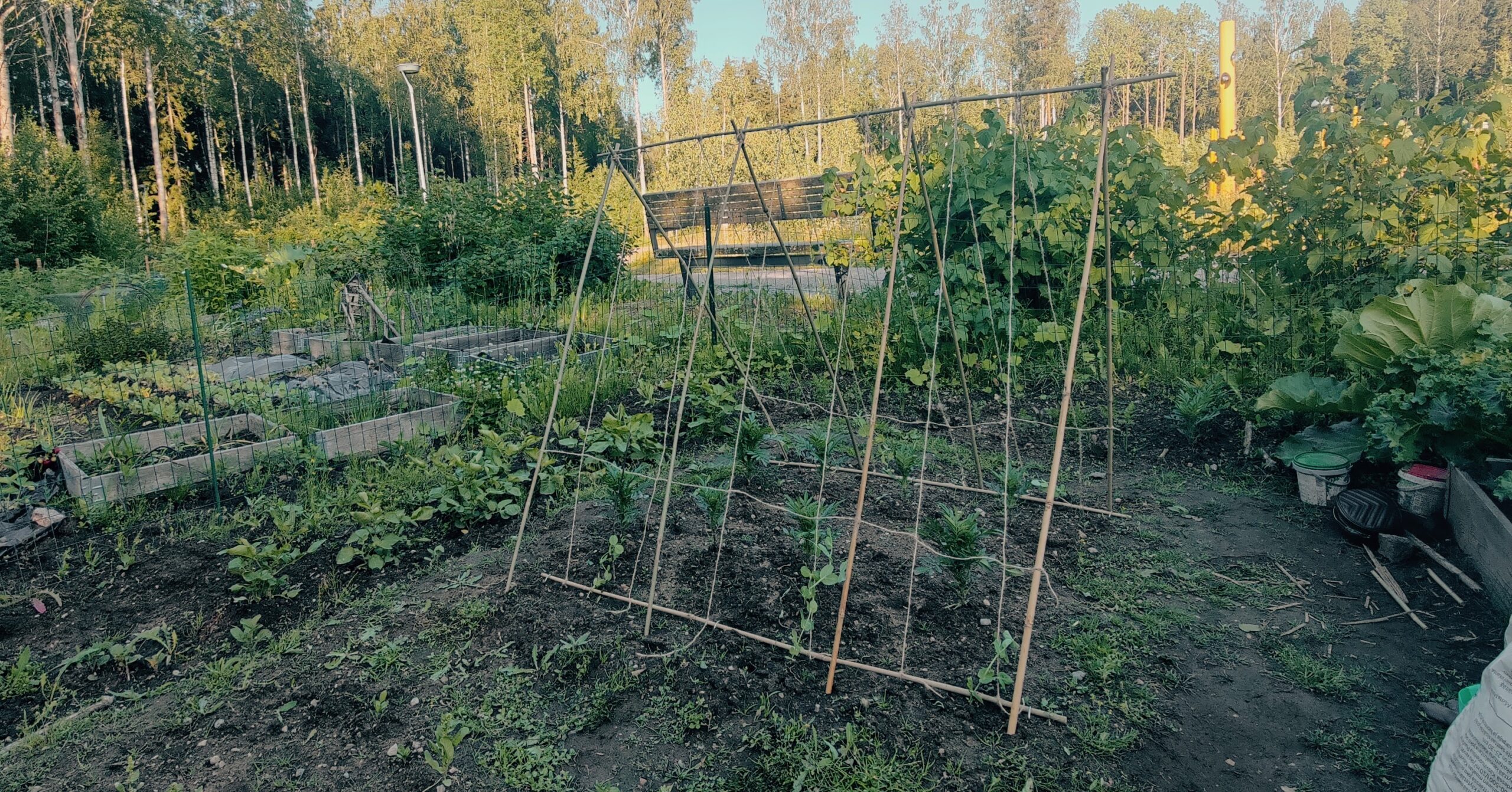 Herneiden kuoppainen alku ja tillien uudelleen synty